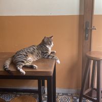 Resident kedi    at TURP in Istanbul
