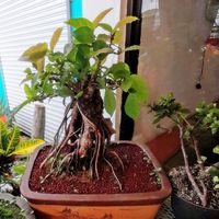 The trees in this urban place at Bosque Urbano in San Jose