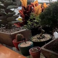 The trees in this urban place at Bosque Urbano in San Jose