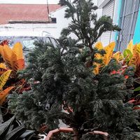 The trees in this urban place at Bosque Urbano in San Jose