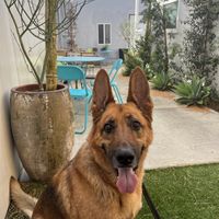 Outside Patio ~  at Hank's Bagels in Burbank