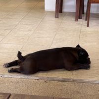 Dog at Nang Sabai Cafe Artisan Bakery in Koh Samui