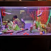 The aquarium at Chao 炒炒蔬食熱炒 in Taipei