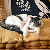 Homeless cat named WHITE at Les Herbes Folles in Dourdan