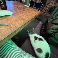   at The Vegan Regime in Istanbul