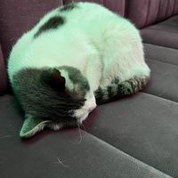 Kitty  at The Vegan Regime in Istanbul