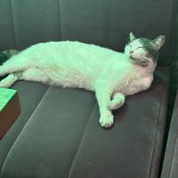   at The Vegan Regime in Istanbul