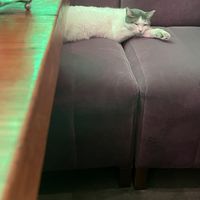 Resident and very friendly cat  at The Vegan Regime in Istanbul