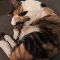 cat 1  at The Vegan Regime in Istanbul