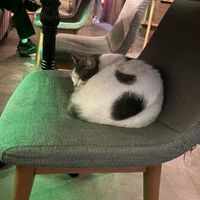 Cat 2  at The Vegan Regime in Istanbul