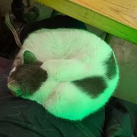 Sweetest 😺 at The Vegan Regime in Istanbul