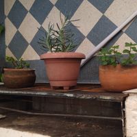 Plantitas)) at Puerto Pulsus in Mexico City