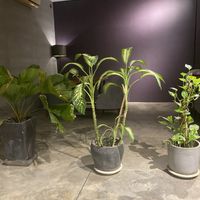   at Element Vegetarian in Phnom Penh