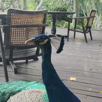  at Alive! Cuisine in Lipa City