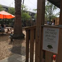 Live music in the garden at Tree House Cafe in West Sacramento