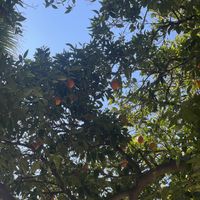 Ambiance   at Tree House Cafe in West Sacramento