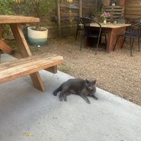   at Tree House Cafe in West Sacramento