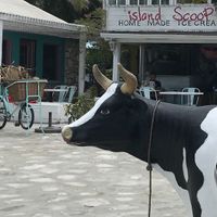 Island Scoop - Turks and Caicos at Island Scoop in Providenciales