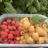 Raspberries   at  Castleton Farm Shop in Fordoun