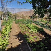 Biogarten at El Invernadero in Fuerteventura