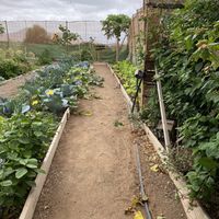 garden at El Invernadero in Fuerteventura