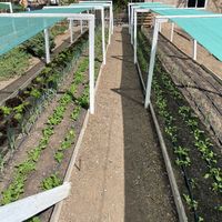 Orto   at El Invernadero in Fuerteventura