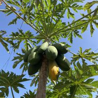   at El Invernadero in Fuerteventura