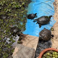 32 turtles in there pond here!!  at El Invernadero in Fuerteventura