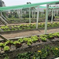   at El Invernadero in Fuerteventura