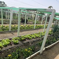   at El Invernadero in Fuerteventura