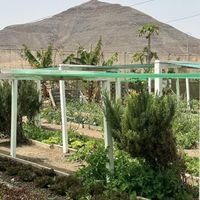   at El Invernadero in Fuerteventura