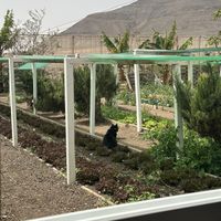   at El Invernadero in Fuerteventura