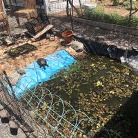 Turtles’ pond  at El Invernadero in Fuerteventura