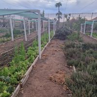  at El Invernadero in Fuerteventura