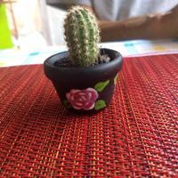 Cute little plants and decorations at HARI in Cuernavaca