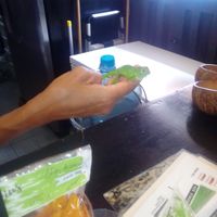 Wonder how long it takes to be full grown:) at Elixir Spot in Puerto Vallarta