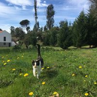 The best part of the property :) at Quinta Rio de Oliveira in Vila Cha Covas