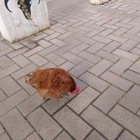 The friendly chicken (Feb 2022) at Pennbury Farm in Great Glen