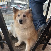   at Chickpea  in Reykjavik