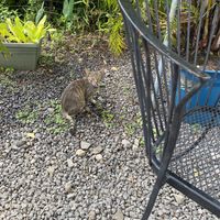 Garden cats hanging out  at Maui Garden Grove Cafe in Haiku