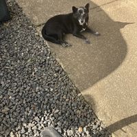 Bowie  at Maui Garden Grove Cafe in Haiku