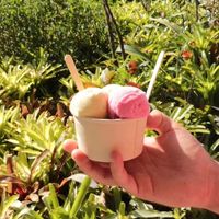 Sunny icecream at Daintree Ice Cream Company in Diwan