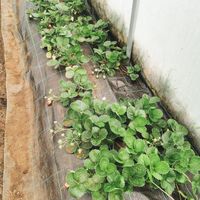 Strawberry 🍓 at Hortalegre in Montalegre