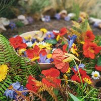 Flowers at Hortalegre in Montalegre