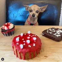 Assorted Halloween goodies (11/10 brownie featured here) at 7 Deadly Confections - Pre Order Only in Perris