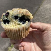Lemon blueberry muffin (vegan) at Acorn Community Cafe in Eugene