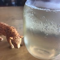 Kombucha on tap at Cafe Pyrus in Kitchener