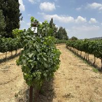   at CLOS de GAT winery in Harel