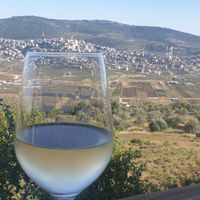 Sauvignon Blanc and the Valley view at Lotem Organic Winery in Lotem