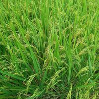  at Soma Yoga - Vegi Jawi in Depok